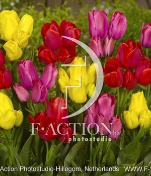 botanic stock photo Tulipa