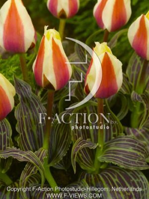 botanic stock photo Tulipa