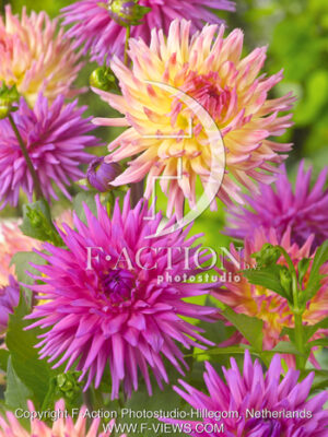 botanic stock photo Dahlia