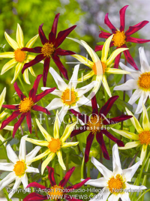 botanic stock photo Dahlia