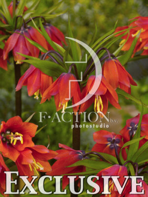 botanic stock photo Fritillaria