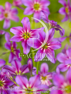 botanic stock photo Leucocoryne