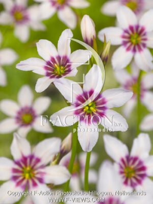 botanic stock photo Leucocoryne