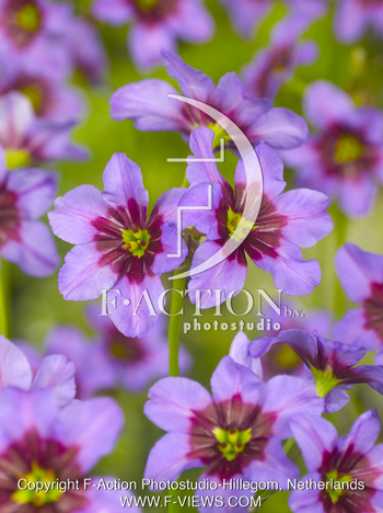 botanic stock photo Leucocoryne
