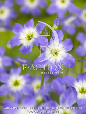 botanic stock photo Leucocoryne