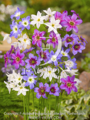 botanic stock photo Leucocoryne