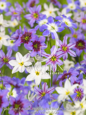 botanic stock photo Leucocoryne