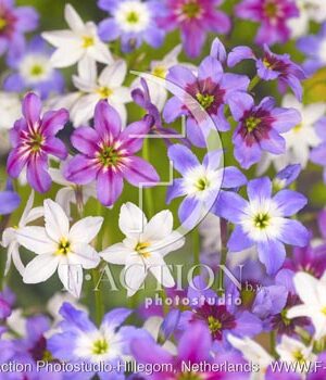 botanic stock photo Leucocoryne