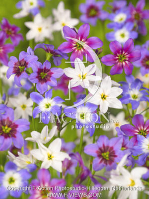 botanic stock photo Leucocoryne