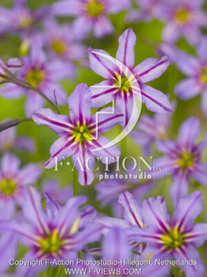botanic stock photo Leucocoryne