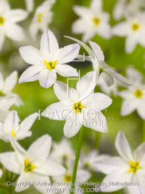 botanic stock photo Leucocoryne