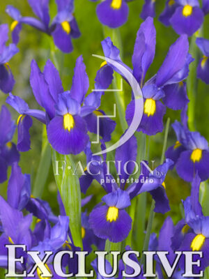 botanic stock photo Iris