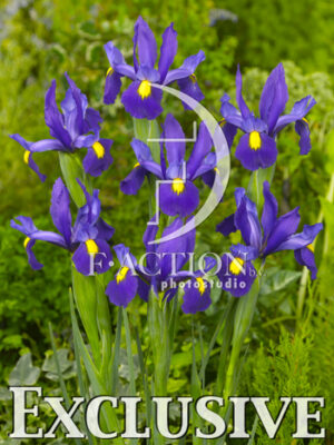 botanic stock photo Iris