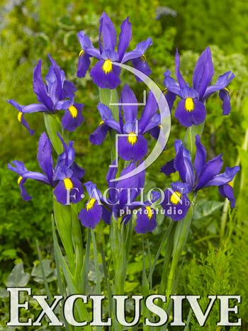 botanic stock photo Iris