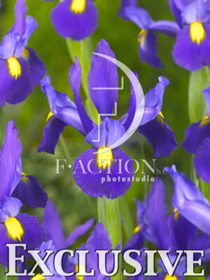botanic stock photo Iris