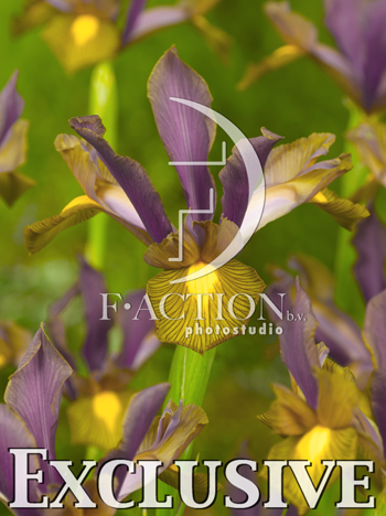 botanic stock photo Iris