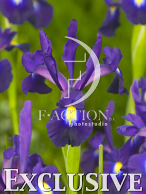 botanic stock photo Iris