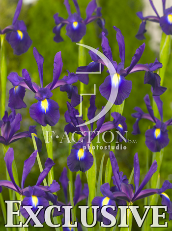 botanic stock photo Iris