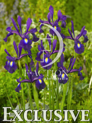 botanic stock photo Iris