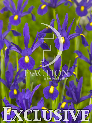 botanic stock photo Iris