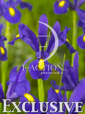 botanic stock photo Iris