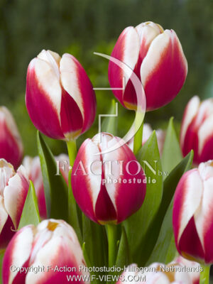 botanic stock photo Tulipa