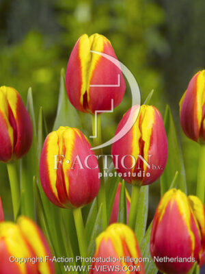 botanic stock photo Tulipa