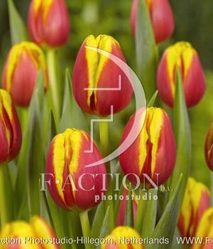 botanic stock photo Tulipa