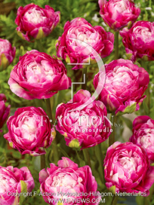 botanic stock photo Tulipa