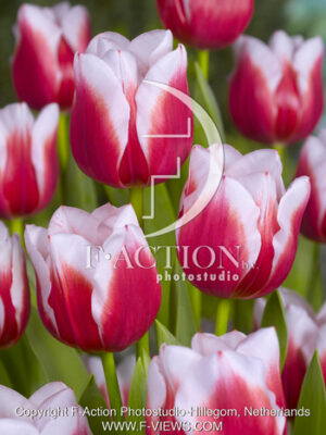 botanic stock photo Tulipa
