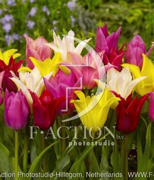 botanic stock photo Tulipa