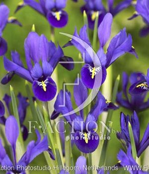 botanic stock photo Iris reticulata