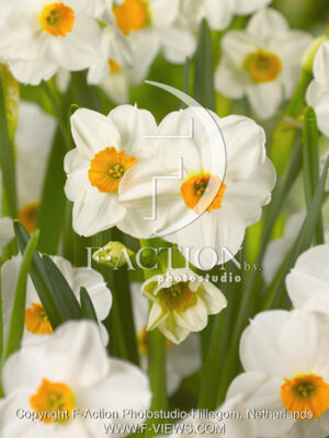 botanic stock photo Narcissus
