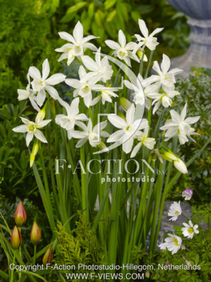botanic stock photo Narcissus