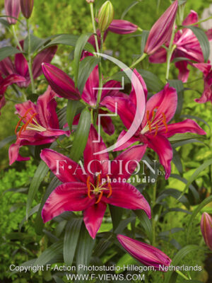 botanic stock photo Lilium
