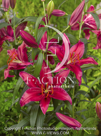 botanic stock photo Lilium
