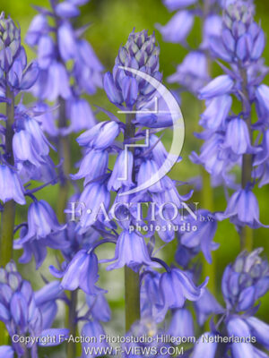 botanic stock photo Hyacinthoides