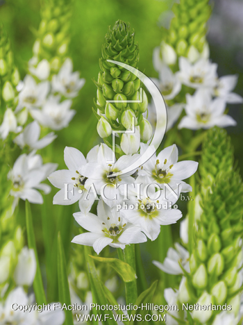 botanic stock photo Ornithogalum