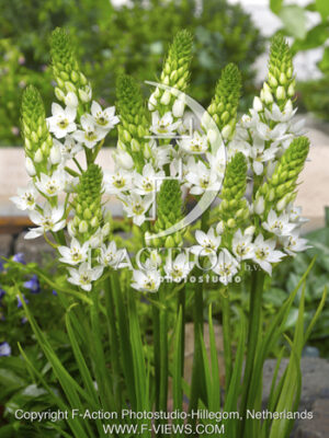 botanic stock photo Ornithogalum