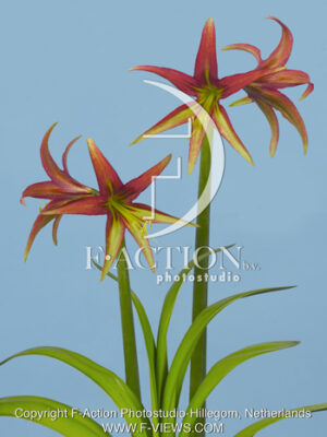 botanic stock photo Hippeastrum