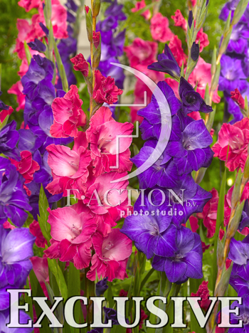 botanic stock photo Gladiolus