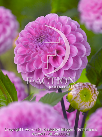 botanic stock photo Dahlia
