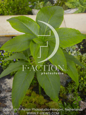 botanic stock photo Sauromatum