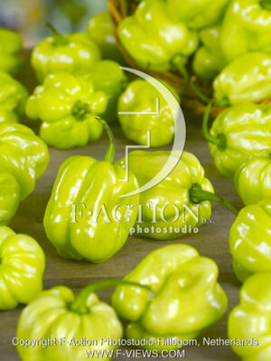 botanic stock photo Chilli