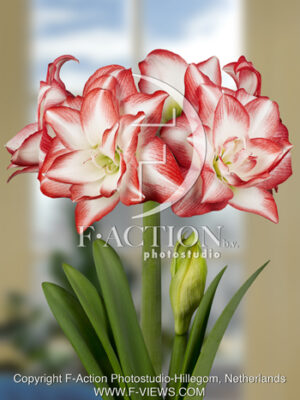 botanic stock photo Hippeastrum