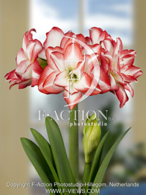 botanic stock photo Hippeastrum