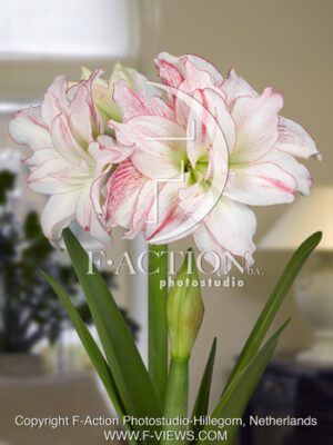 botanic stock photo Hippeastrum