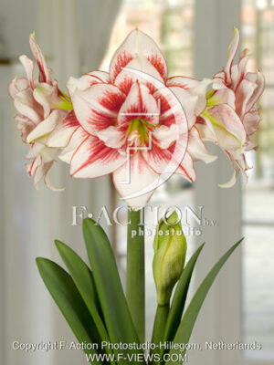 botanic stock photo Hippeastrum