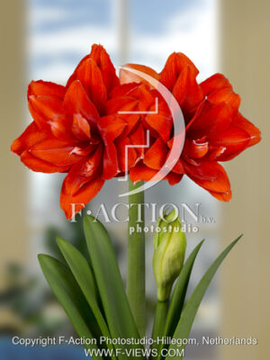 botanic stock photo Hippeastrum