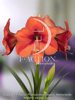 botanic stock photo Hippeastrum